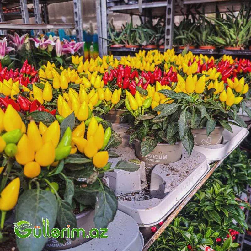 Capsicum Annumm – Dekorativ Bibər — Bitkilər, Bakı (5)