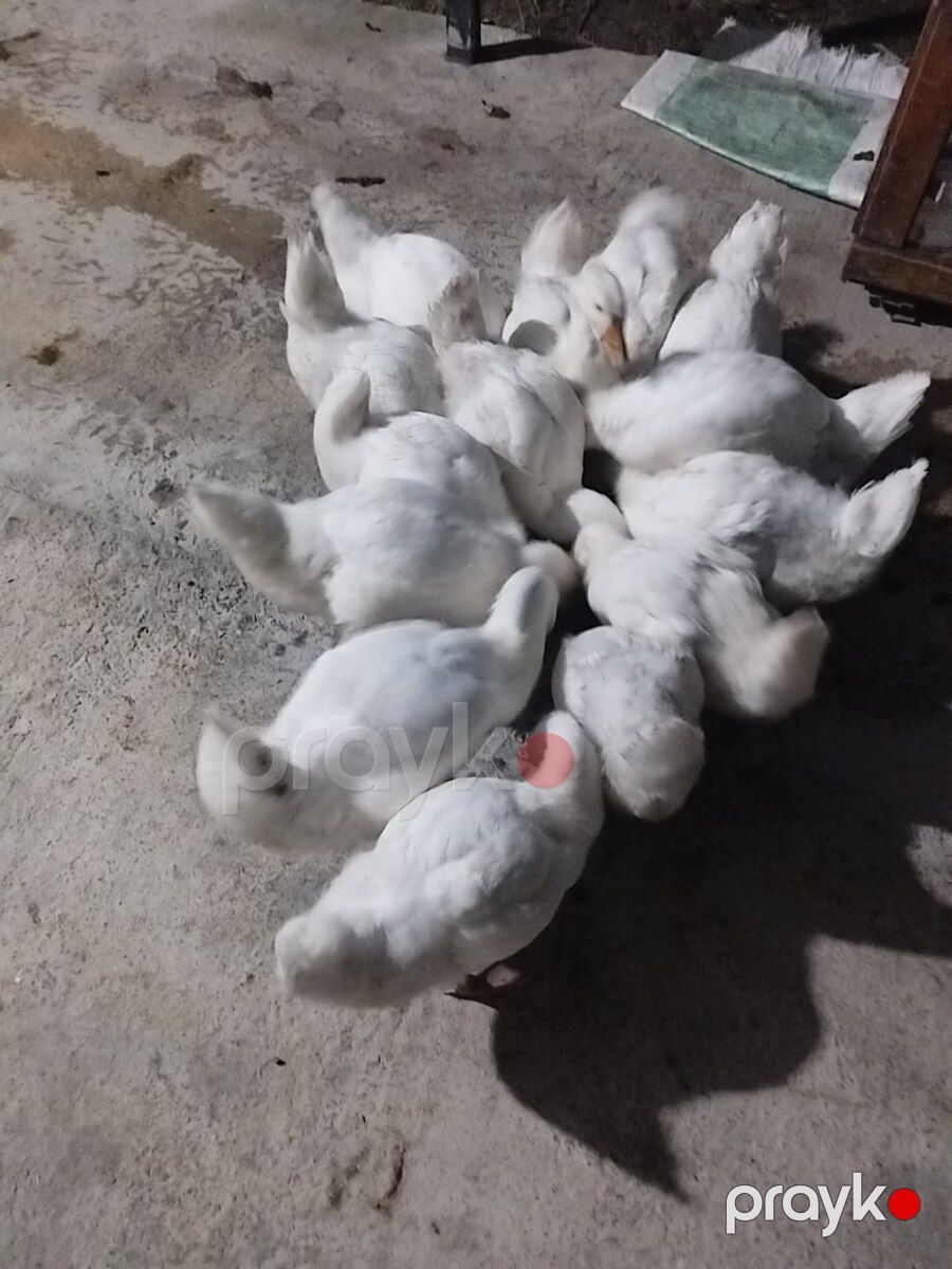 Linda kuban qazları — Quşlar, Şəki (6)