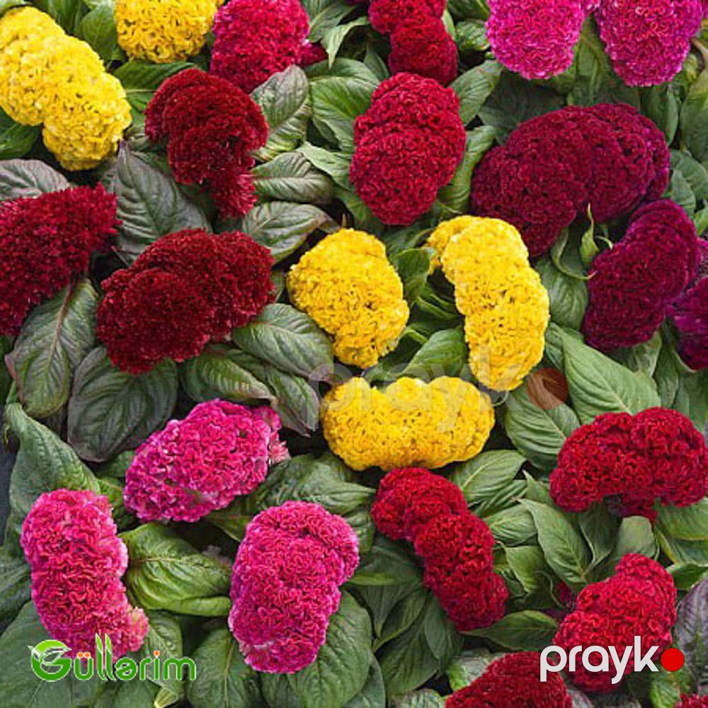 Xoruz pipiyi - (Celosia cristata) — Bitkilər, Bakı (5)