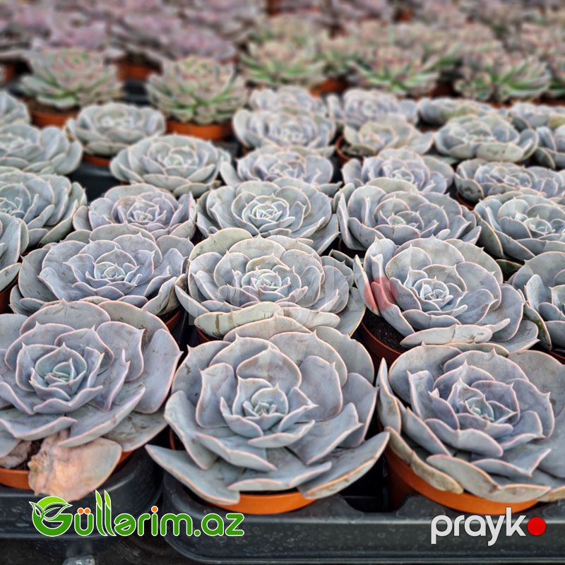 Sukulent (Boz Echeveria) — Bitkilər, Bakı (2)