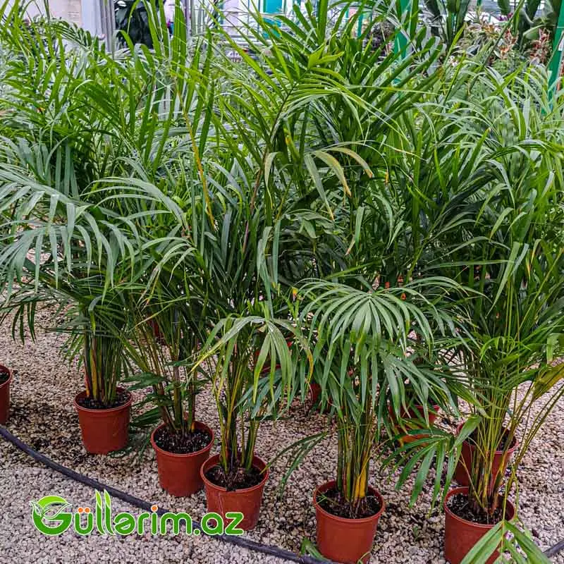 Areca Palm (Areka Palma) — Bitkilər, Bakı (3)