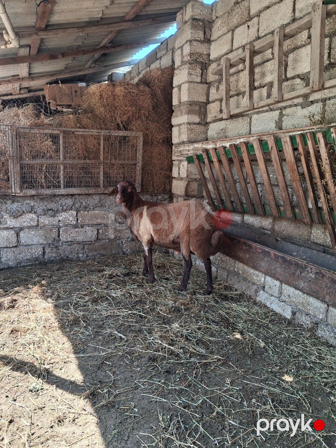 Quzu — Kənd təsərrüfatı heyvanları, Bakı (2)