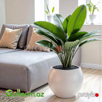 Plastik Dibçək 07 — Bağ dekorasiyası, Bakı (5)