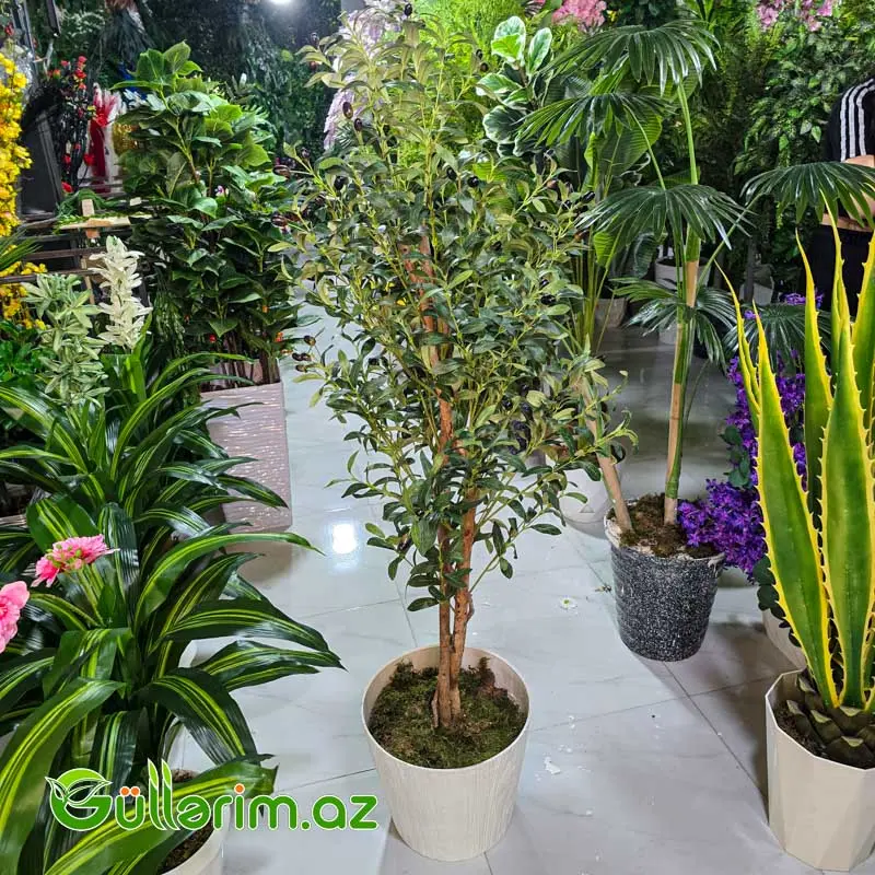 Süni Zeytun ağacı — Bakı