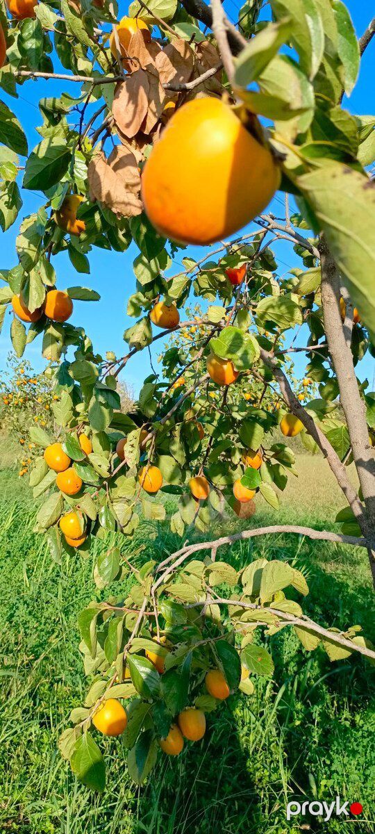 243 sot torpaq sahəsi, Mingəçevir ş — Torpaq, Mingəçevir (5)
