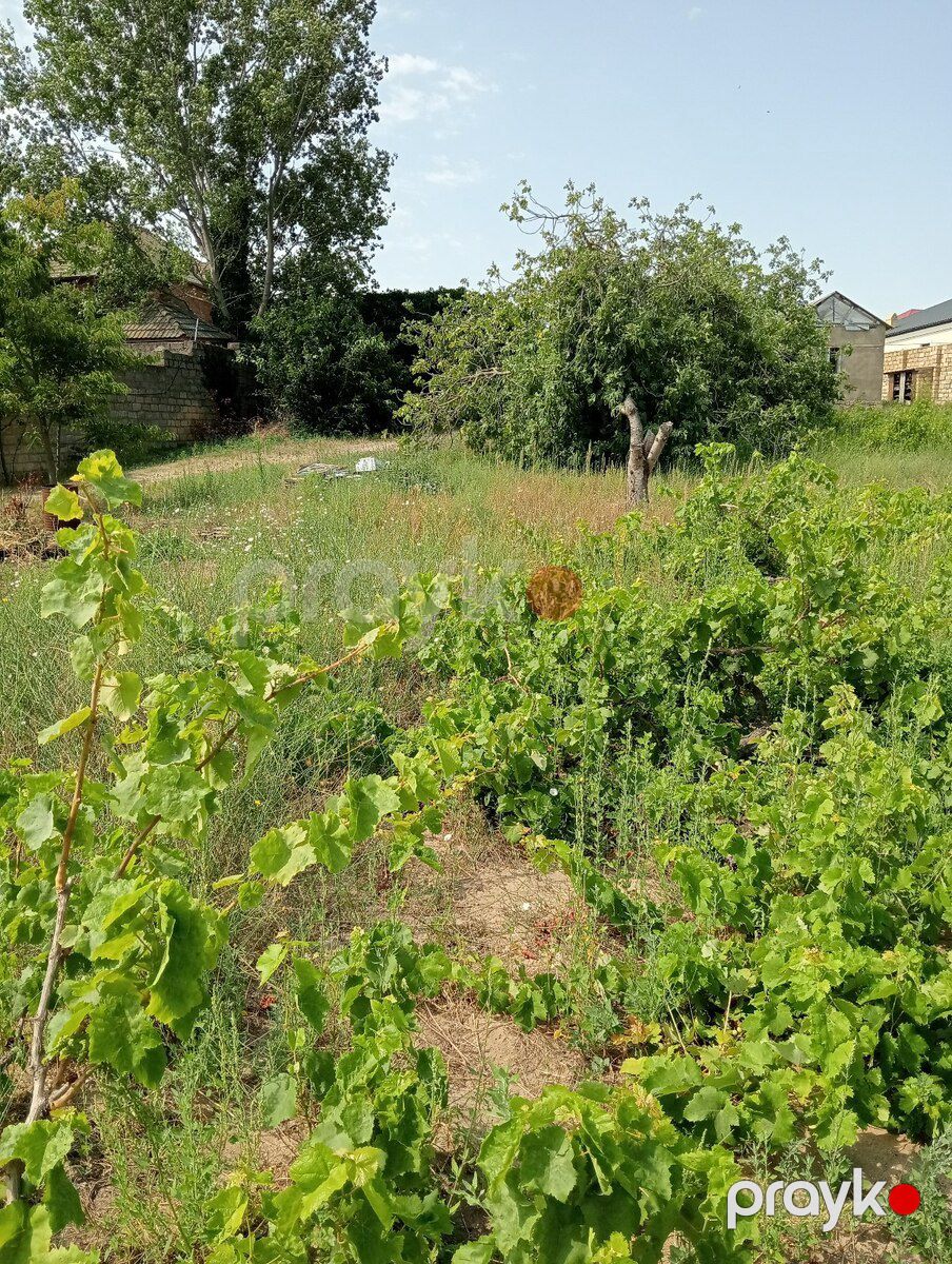 12 sot torpaq sahəsi, Novxanı qəs — Torpaq, Bakı (12)
