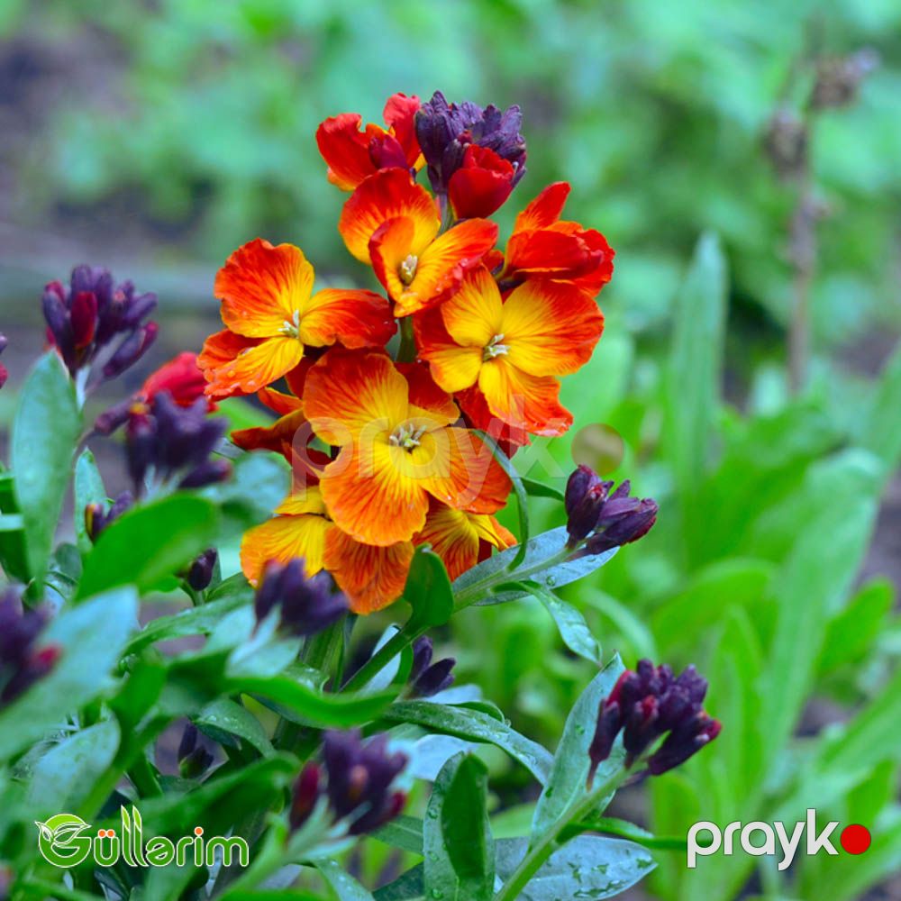Lacfiol (Erysimum cheiri / Cheiranthus cheiri) — Bitkilər, Bakı (3)