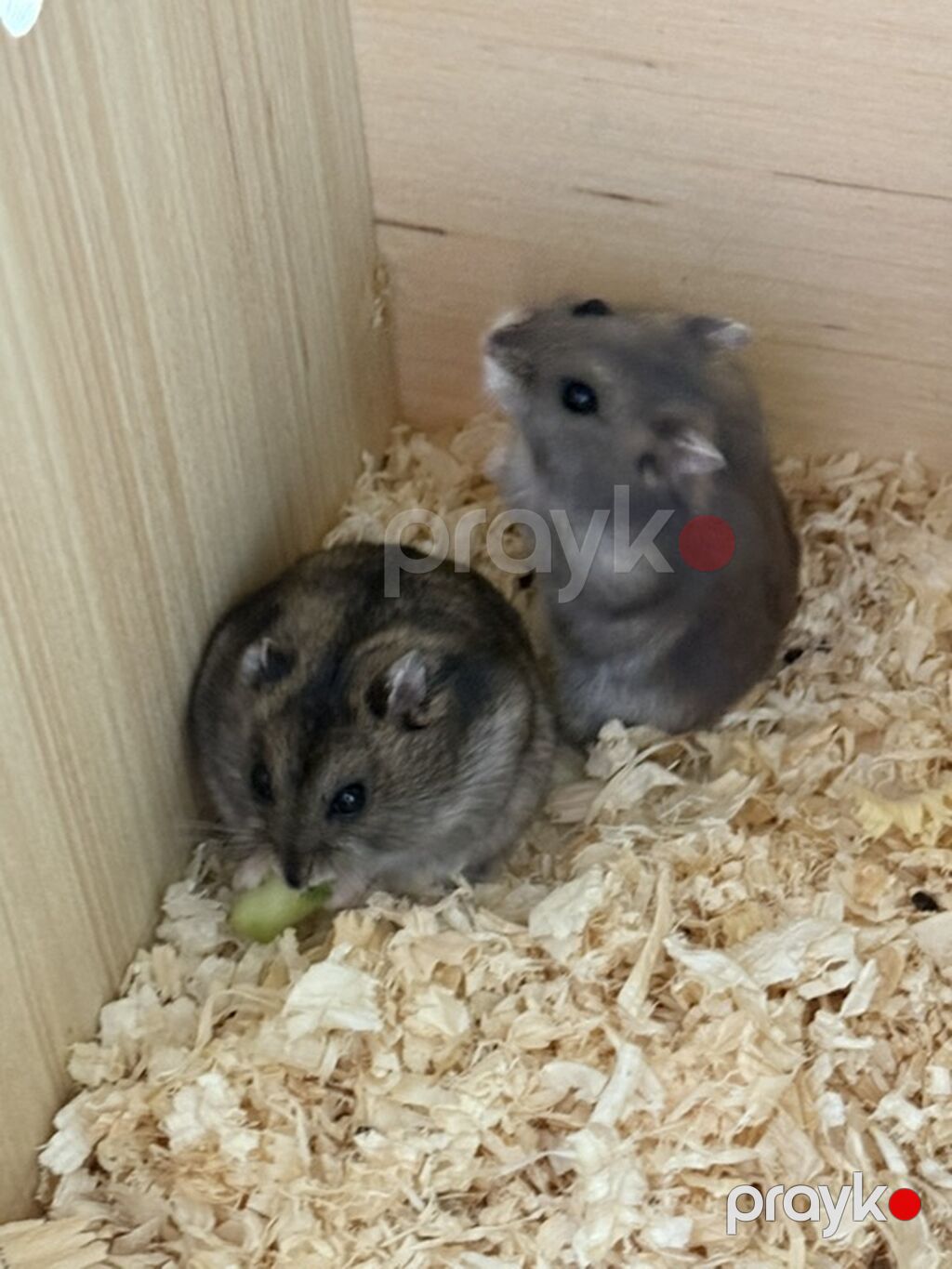 Taxta hamster evi və aksesuar dəsti / 2 balaca hamster (2 ayliq,hər — Qəfəslər, Bakı (3)