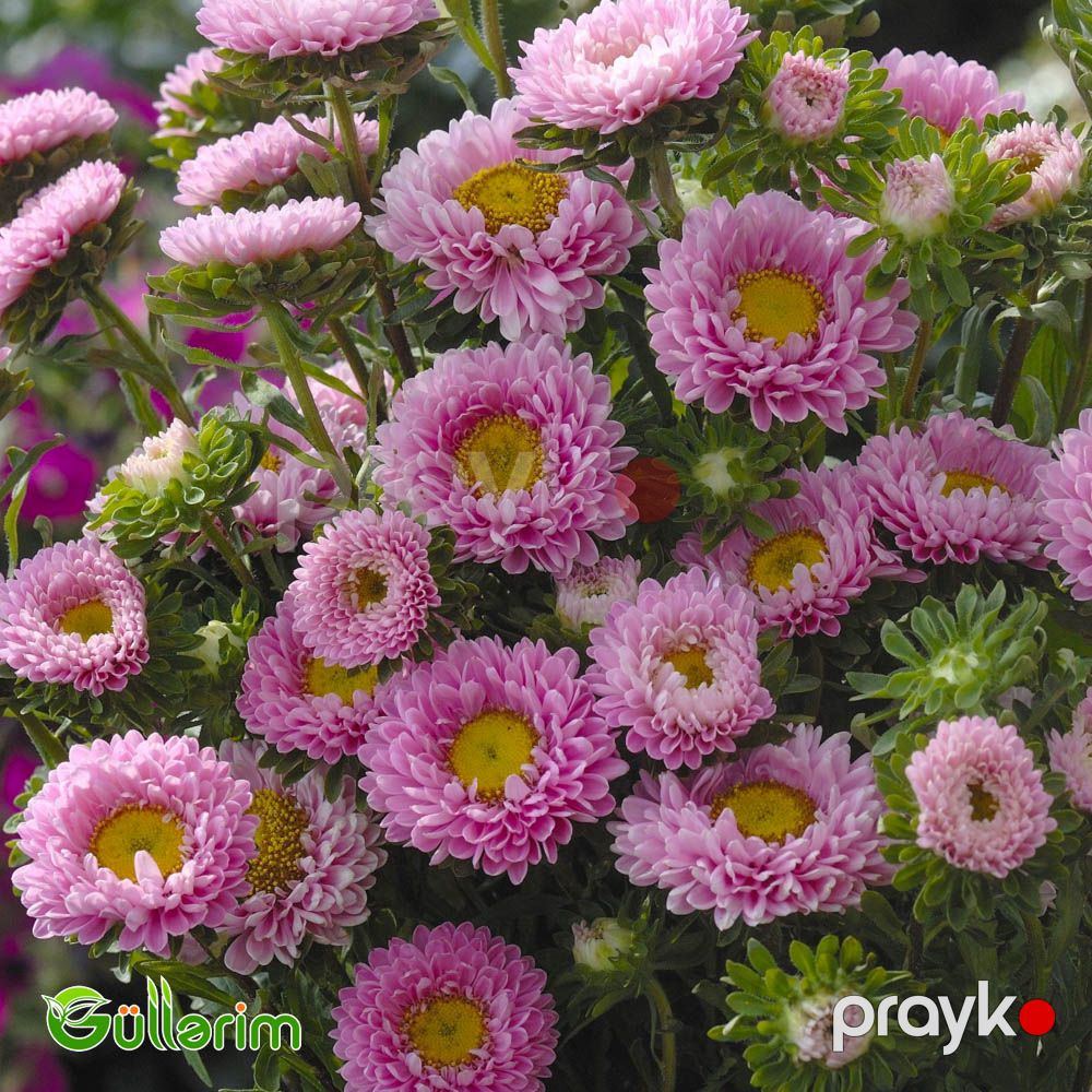 Astra (Callistephus chinensis) — Bitkilər, Bakı (5)