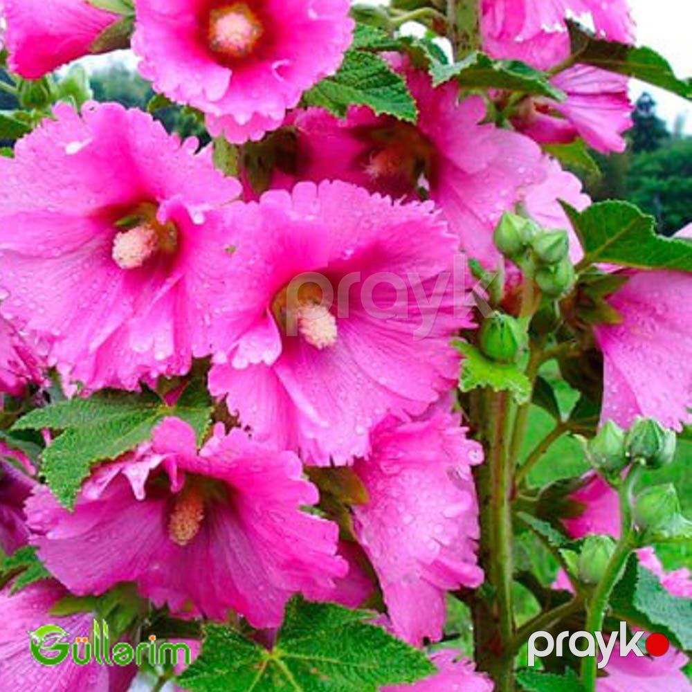 Malva (Alcea) — Bitkilər, Bakı (4)