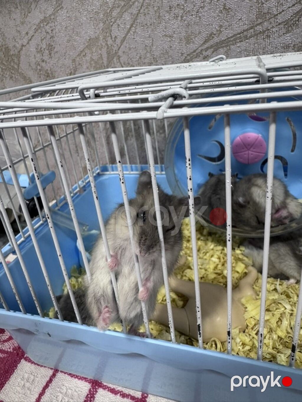 Hamster və qəfəs seti - Növ: xırda dekorativ hamsterlər (bir neçə — Qəfəslər, Mehdiabad (3)