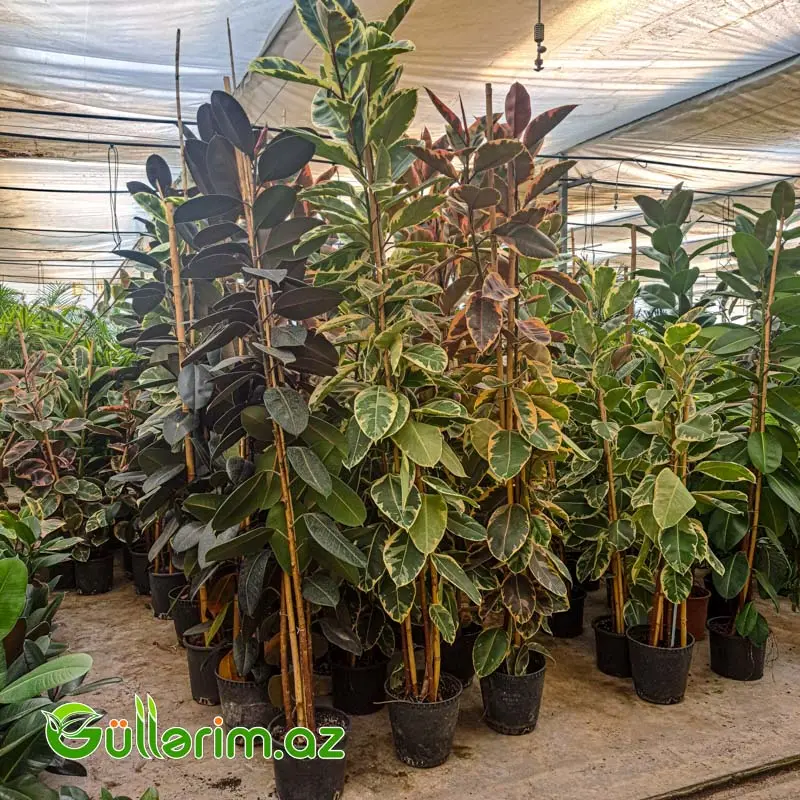 Ficus Elastica (Fikus elastika) — Bakı