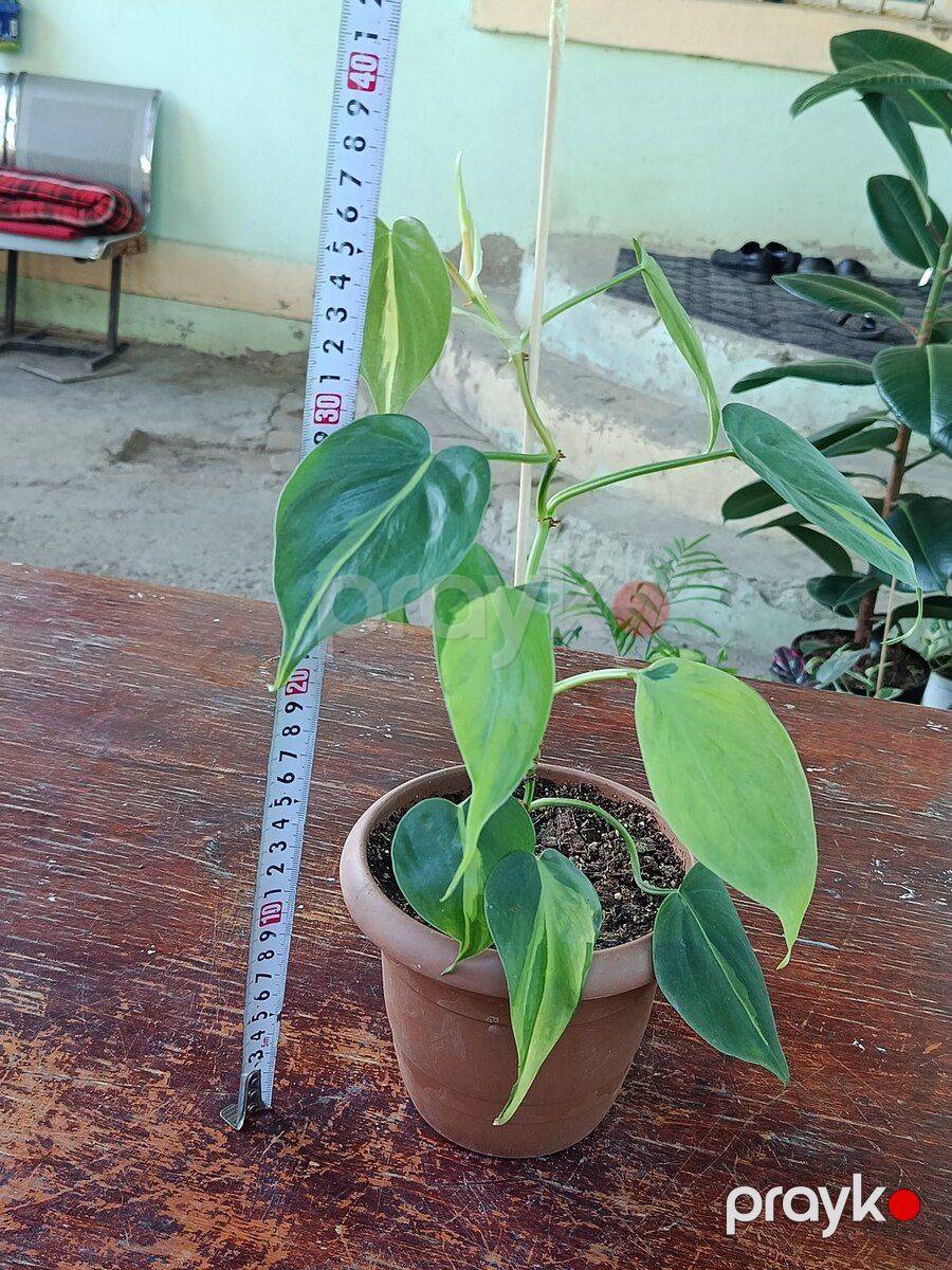 Philodendron Brasil — Bitkilər, Xırdalan (2)