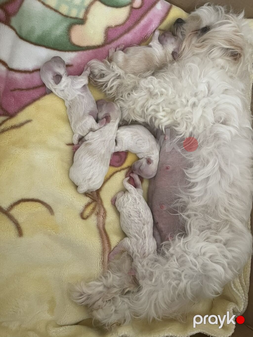 Maltipoo (Maltese bişon) balaları – ağ, yumşaq və hipoallergen tüklü — Kənd təsərrüfatı heyvanları, Bakı (4)