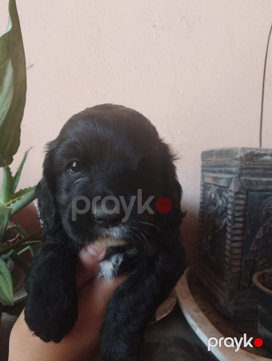 Koker Spaniel balaları — Köpəklər, Bakı (10)