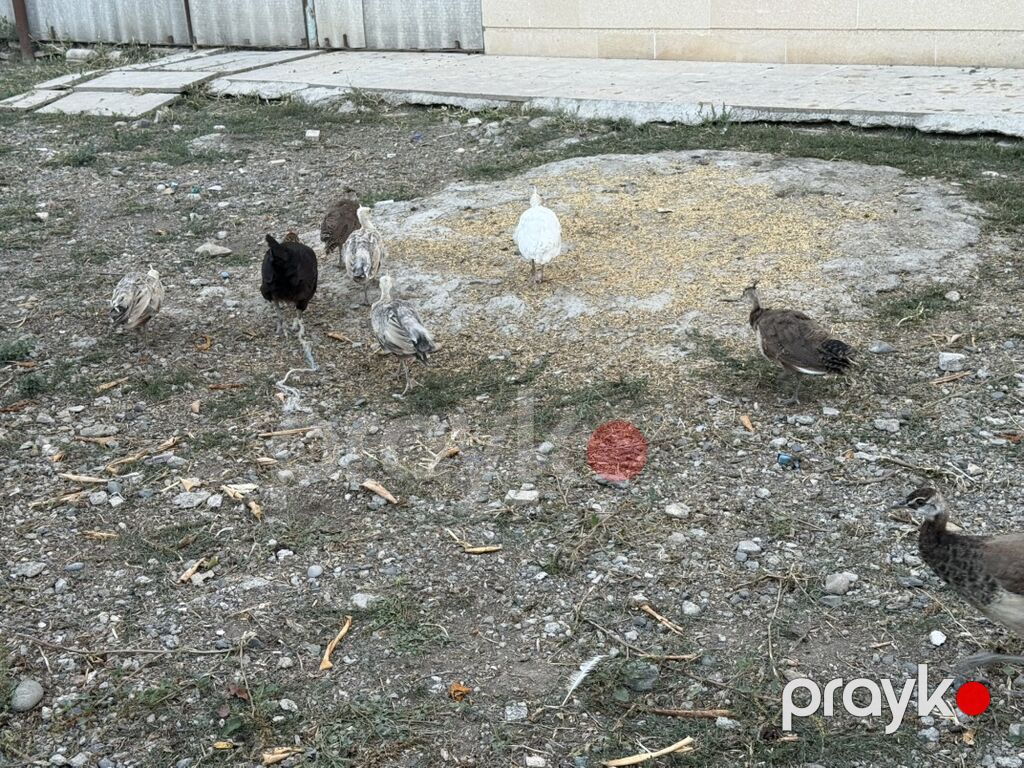 Tovuzquşu balaları - Ağcabədi rayonunda yerləşir. - cütü 150 azndir — Digərləri, Ağcabədi (9)