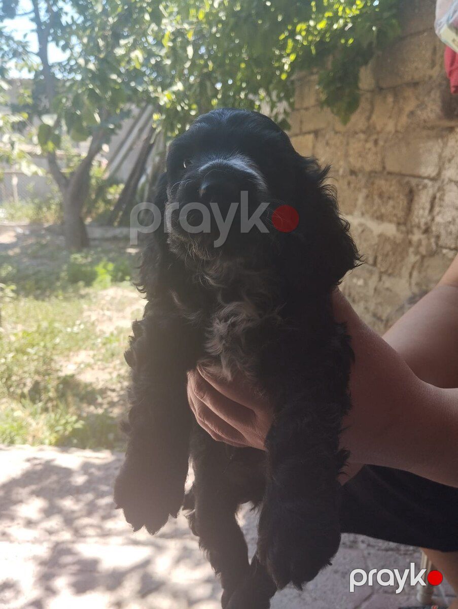 Koker Spaniel balaları — Köpəklər, Bakı (7)