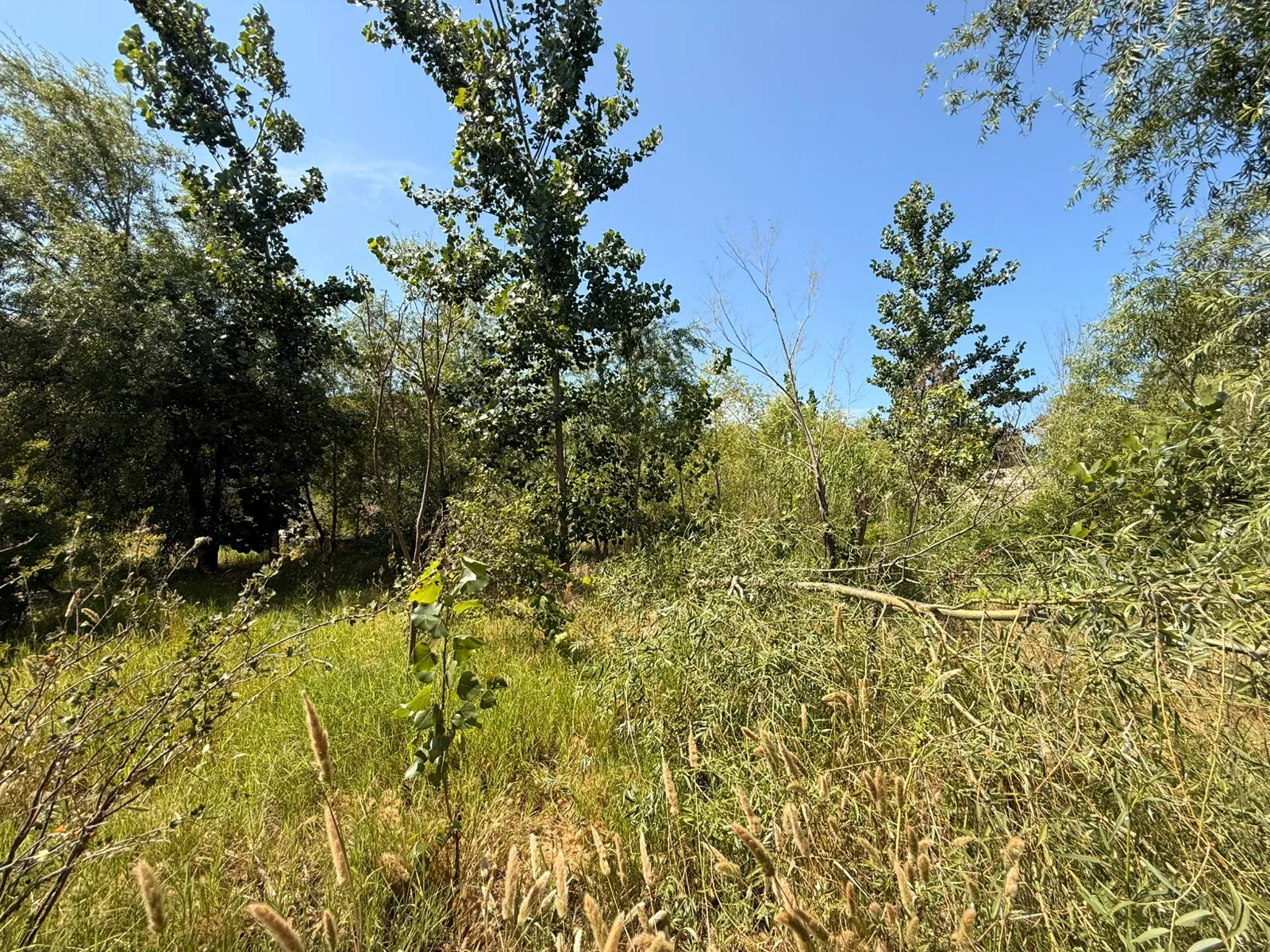 Şağan, Torpaq satılır - 20 sot — Torpaq, Bakı (3)