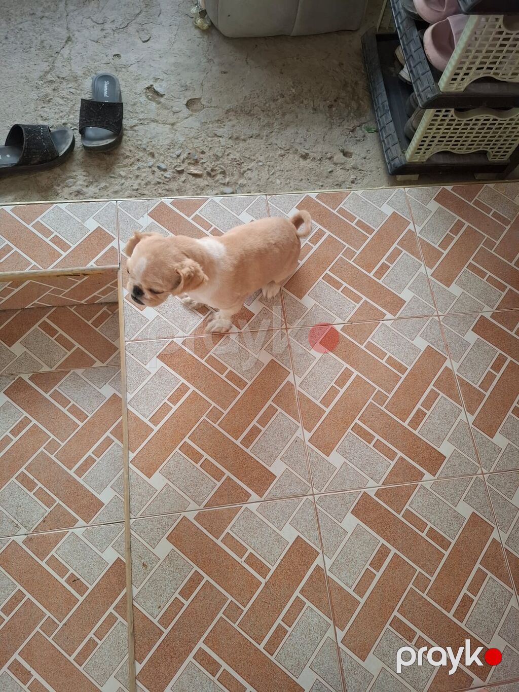 Pekines, 6 ay, Dişi, Peyvəndli, Ödənişli çatdırılma — Köpəklər, Gəncə (2)