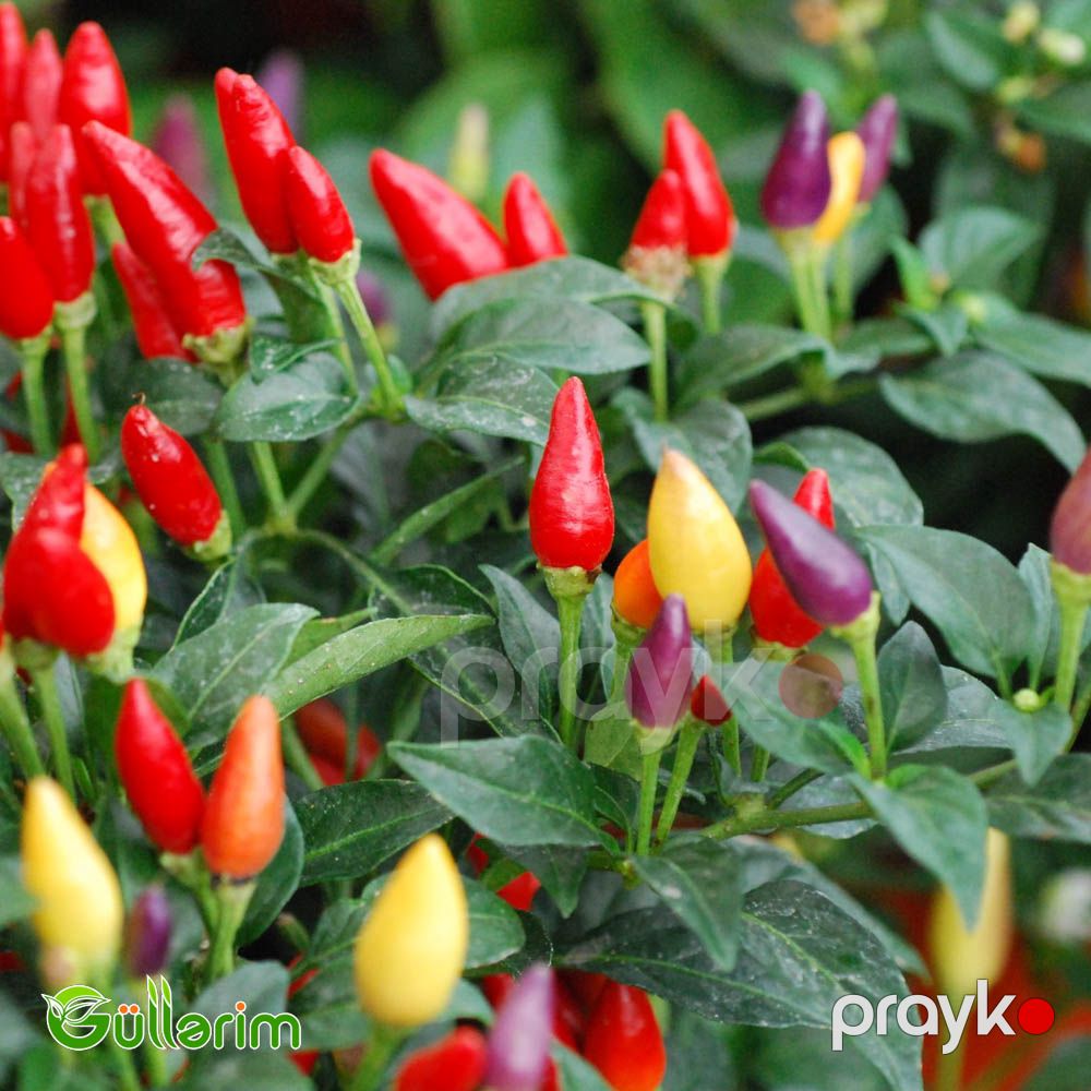Bəzək bibəri (Capsicum annuum) — Bitkilər, Bakı (3)