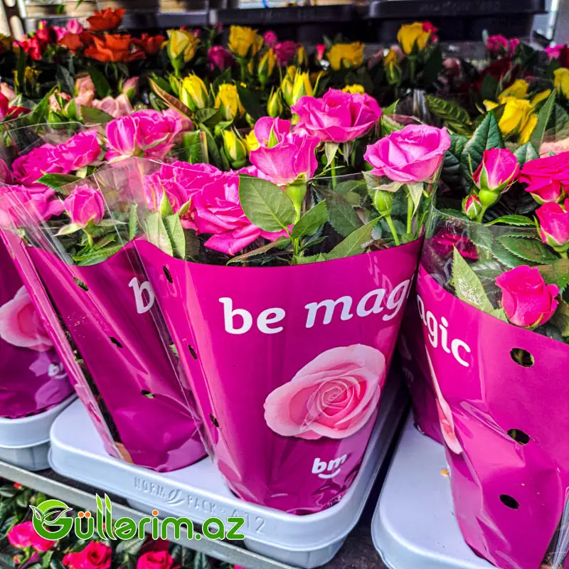 Mini Rose – Miniatür Gül — Bitkilər, Bakı (6)