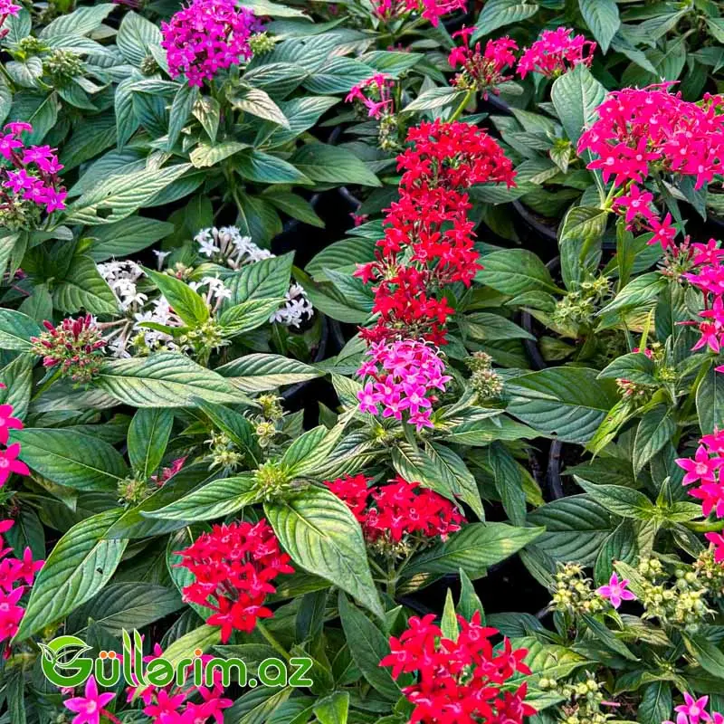 Pentas (Pentas Lanceolata / Ulduz Çiçəyi) — Mallar