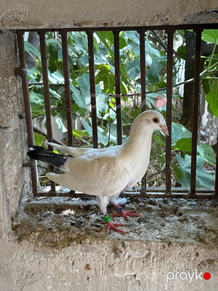 Göyərçinlər — Quşlar, Bakı (4)
