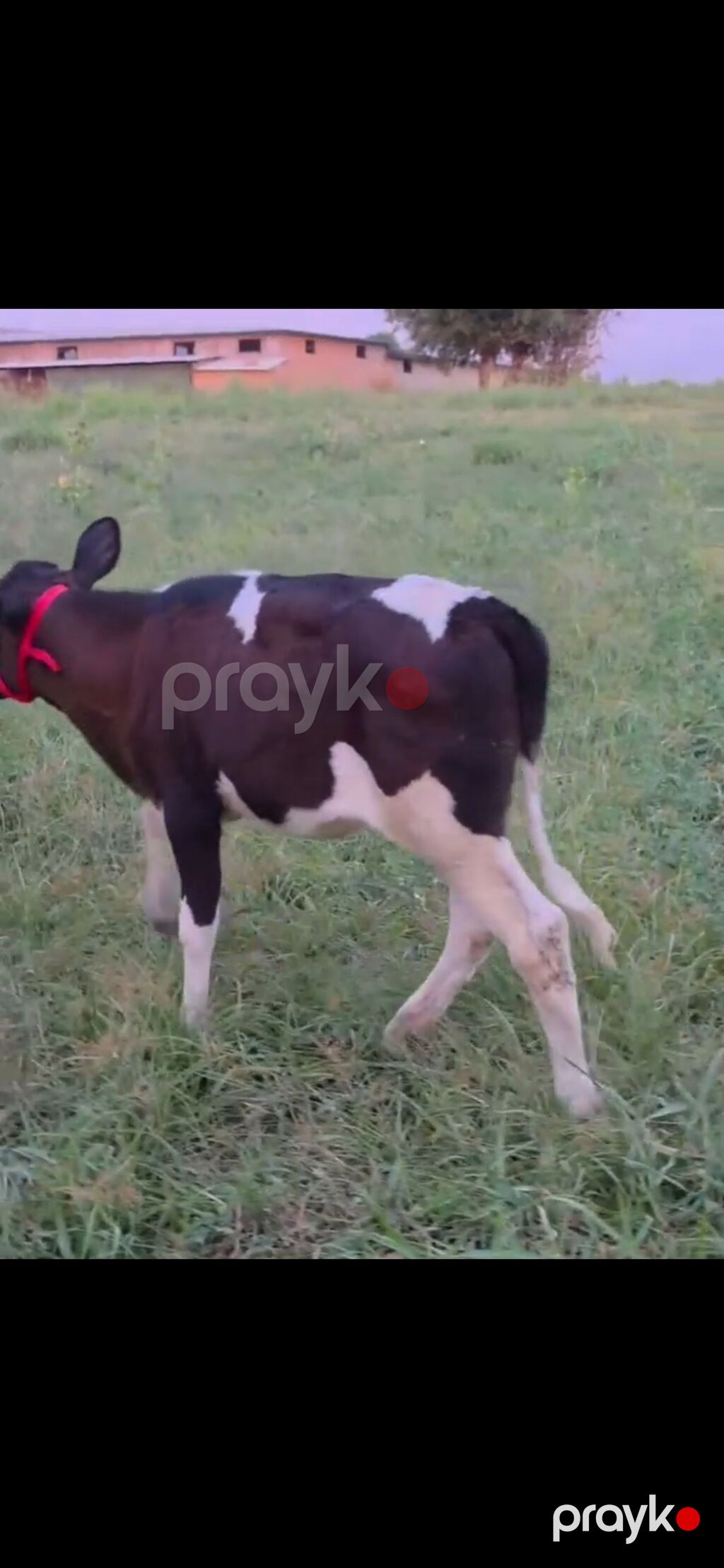Südcü inək və buzov dəsti - Cins: qara-ağ (Holşteyn tipli) süd — Kənd təsərrüfatı heyvanları, İsmayıllı (4)