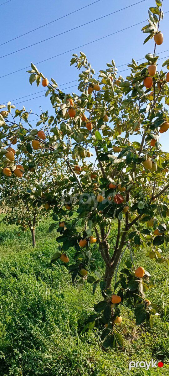 243 sot torpaq sahəsi, Mingəçevir ş — Torpaq, Mingəçevir (6)