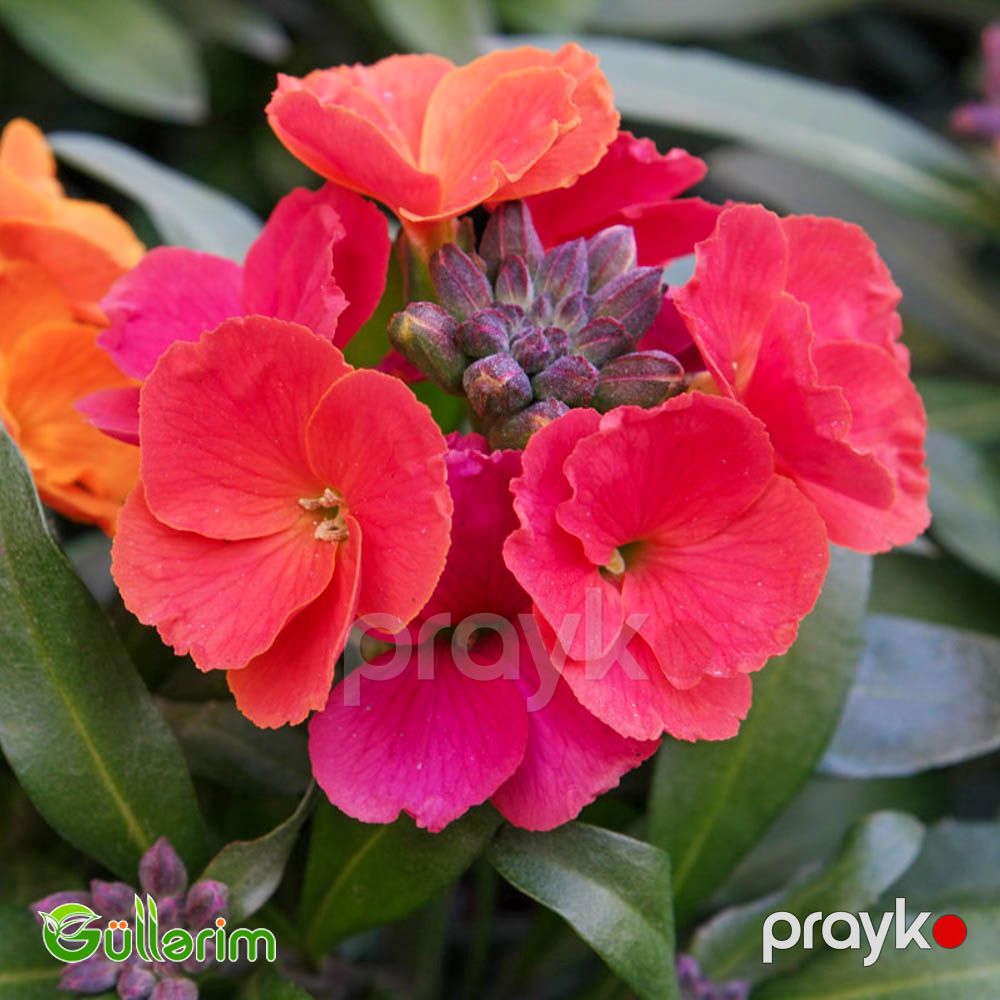 Lacfiol (Erysimum cheiri / Cheiranthus cheiri) — Bitkilər, Bakı (2)