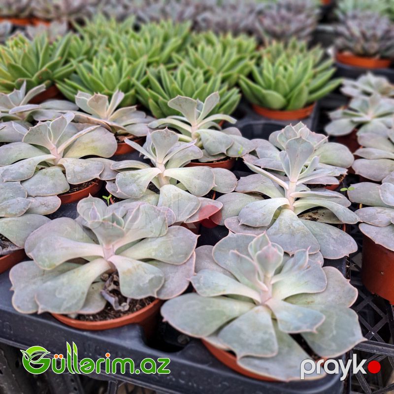 Sukulent (Ağ Echeveria) — Bitkilər, Bakı (2)