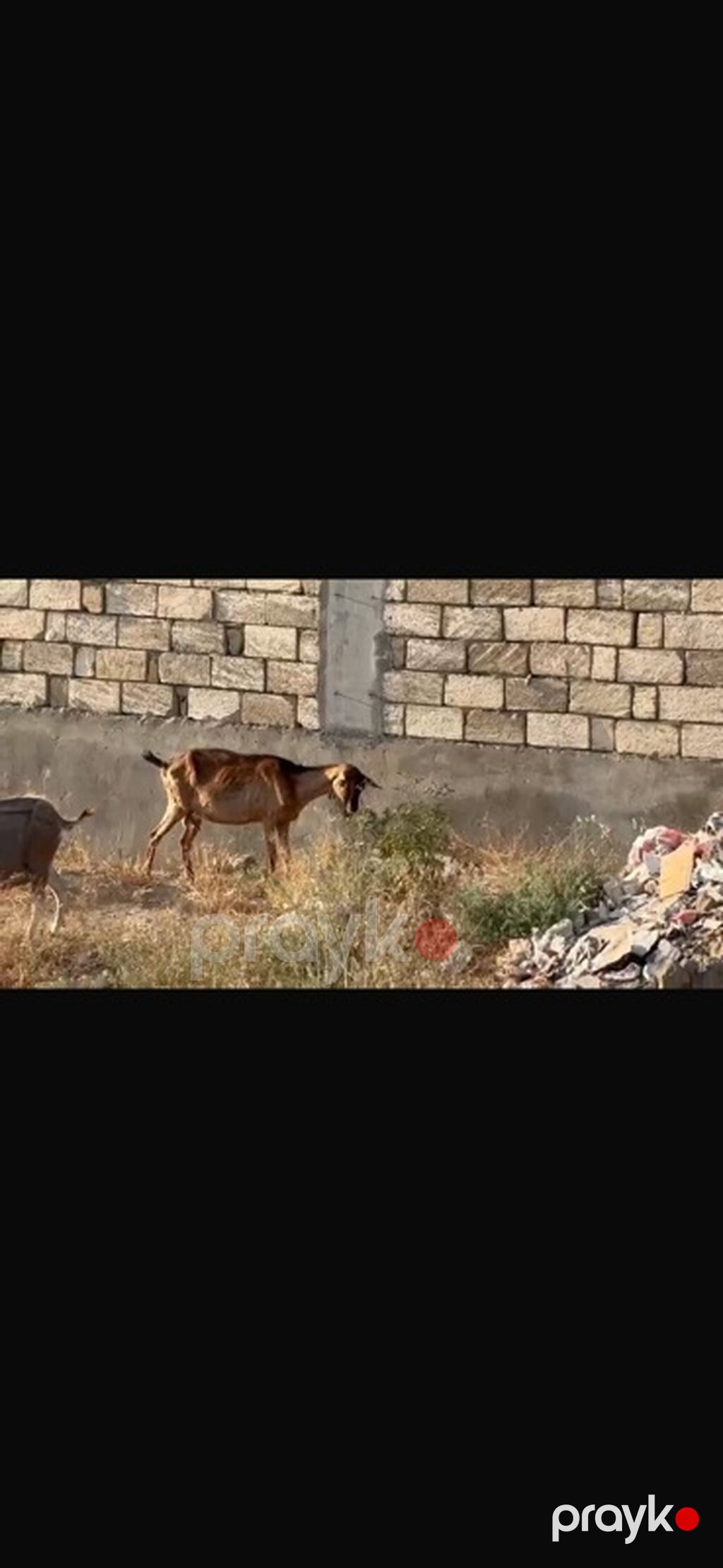 Agribal alpin ober(H) sanen 3 ed ana oberhas 6 ed sanen 1 ed ana heleb — Kənd təsərrüfatı heyvanları, Sumqayıt (8)