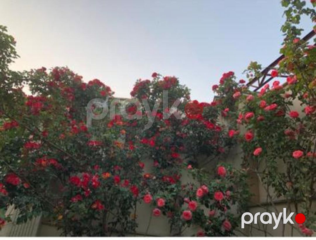 İcarəyə verilir 8 otaqlı həyət evi/bağ evi 750 m² — Ev, villa, Bakı (4)