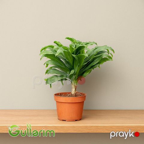 Dracaena fragrans — Bakı