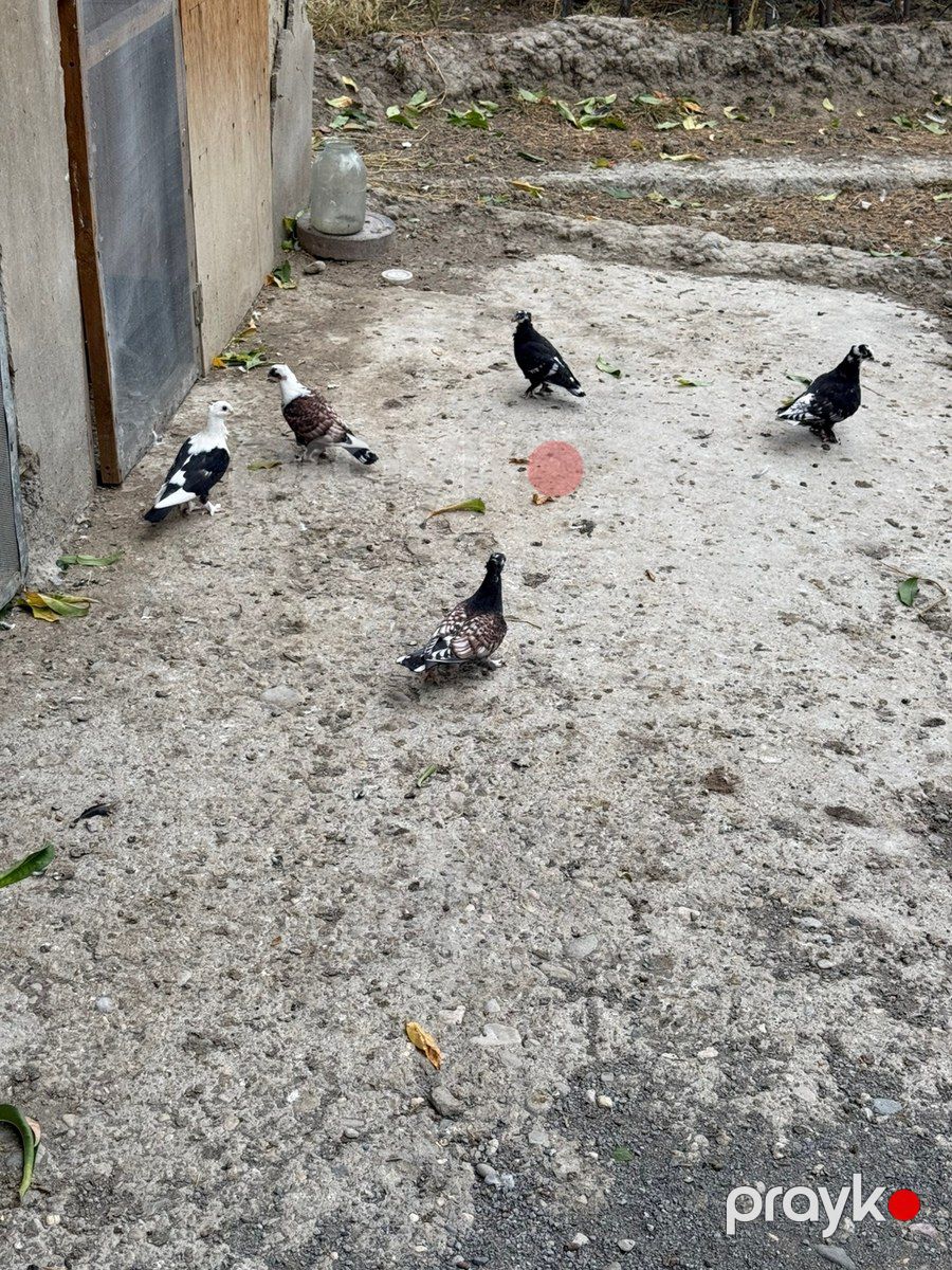 Göyərçinlər — Quşlar, Bakı (7)