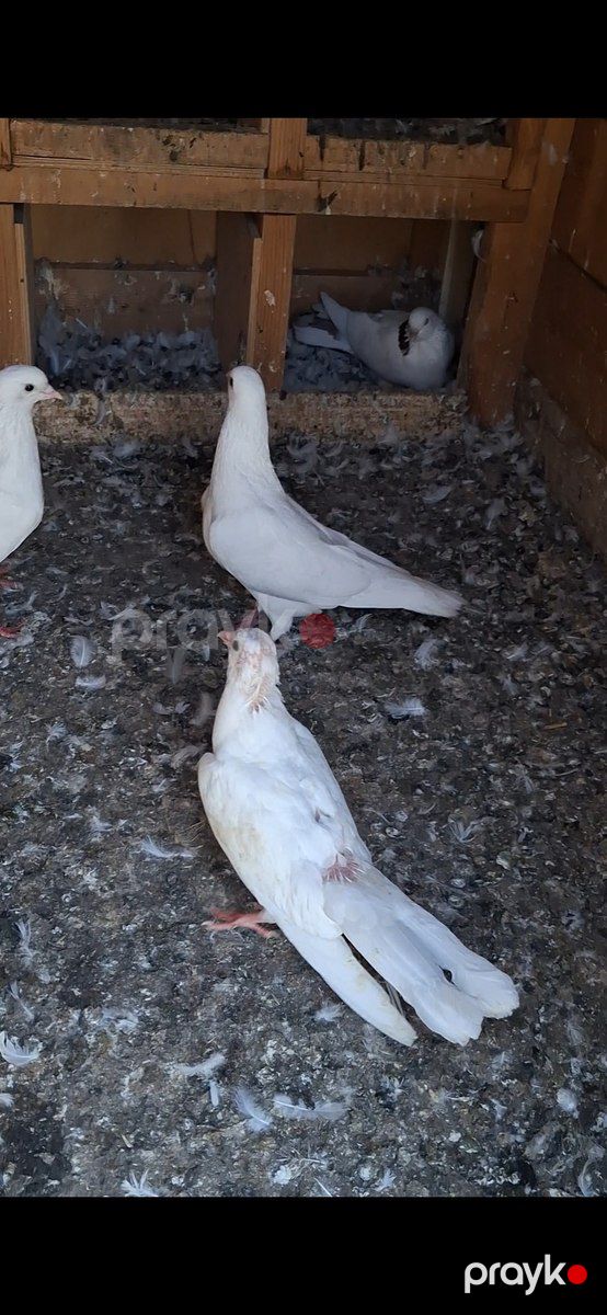 Göyərçinlər — Quşlar, İsmayıllı (9)