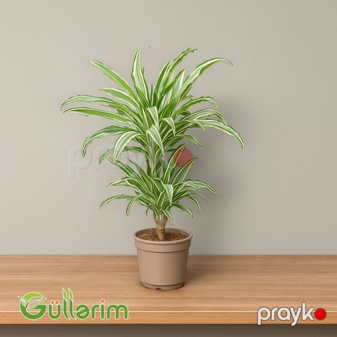 Dracaena fragrans 'Warneckii' — Bakı