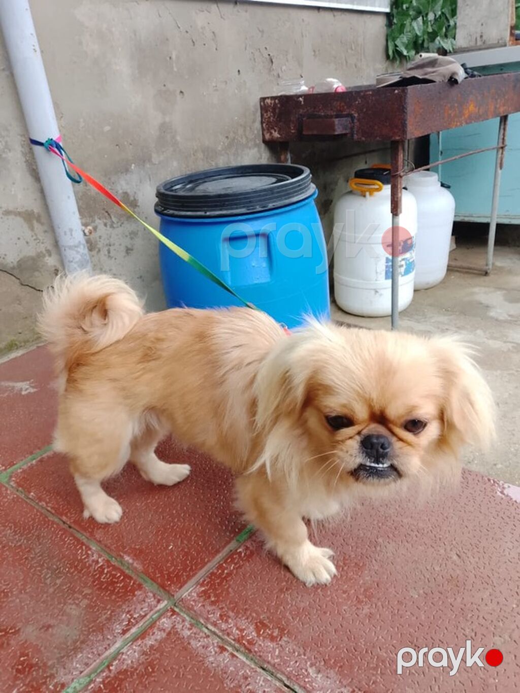 Pekines — Köpəklər, Digah (2)