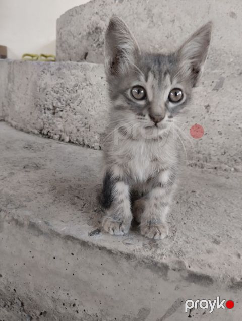 Tabbi, Erkək, Yaxşı əllərə, Ünvandan götürmə — Digah