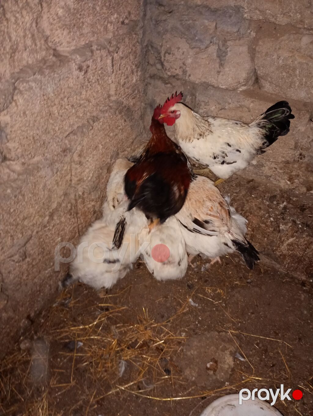 Lal ördək. balaları. satlır. 14. günkdü. qiymət. hamlslnl alana. 3 — Digərləri, Digah (10)