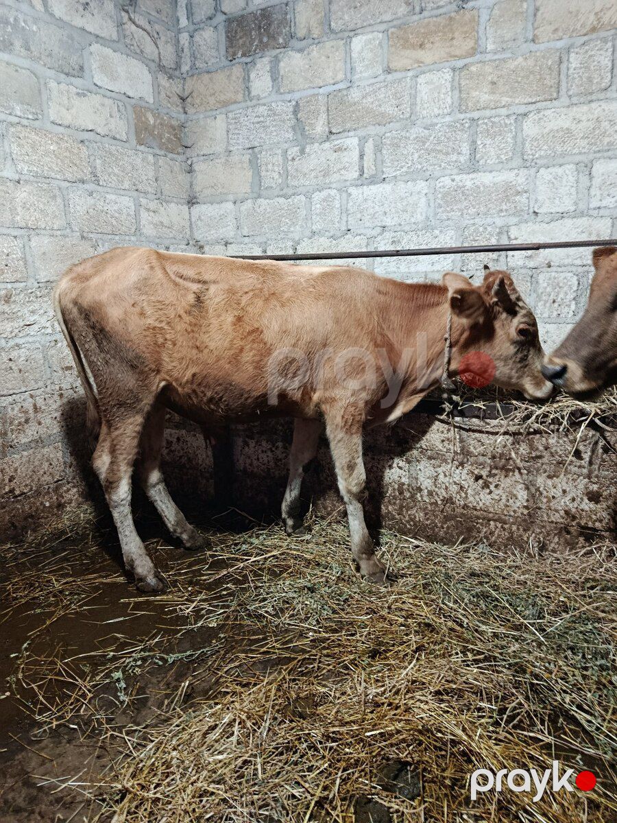 Danalar — Kənd təsərrüfatı heyvanları, Şabran (5)