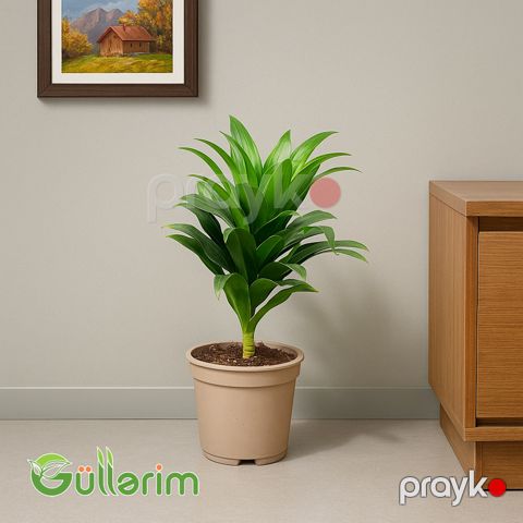 Dracaena Compacta (Drasena Kompakt) — Bakı