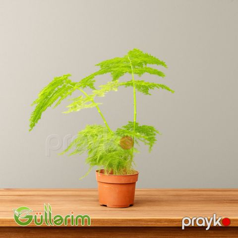 Asparagus Fern (Asparagus setaceus) — Bakı