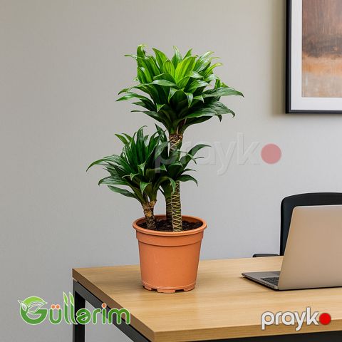 Dracaena Compacta (Drasena Kompakt) — Bakı