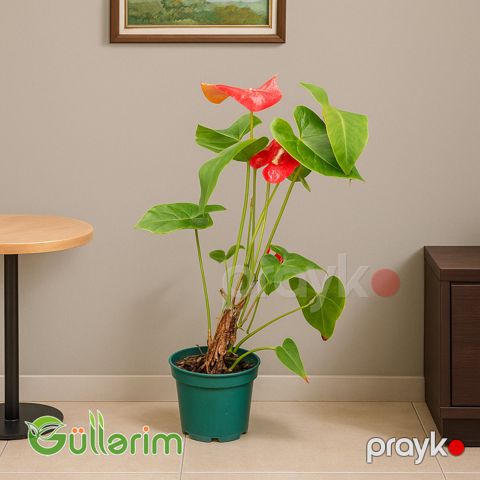 Anthurium (Anteriyum) — Bakı