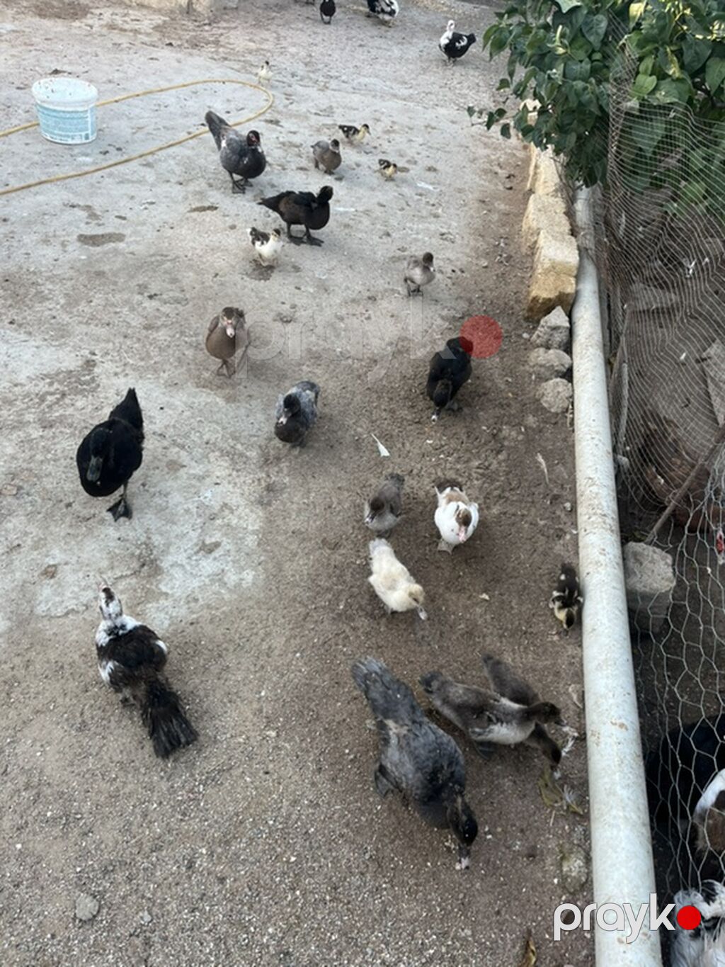 Dişi, Lal ördək, Ətlik — Digərləri, Masazır (8)
