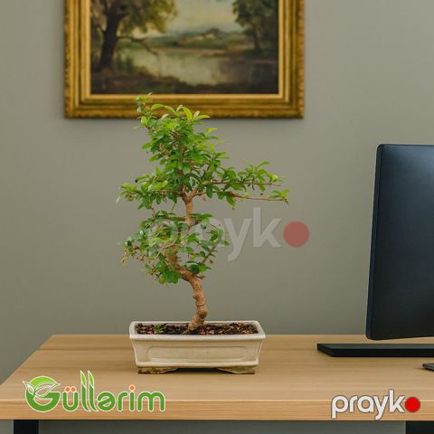 Sageretia theezans — Bakı