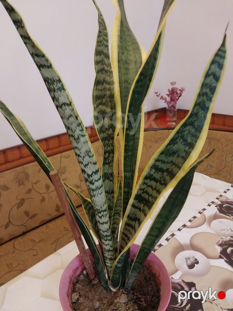 Sansevieria — Bakı