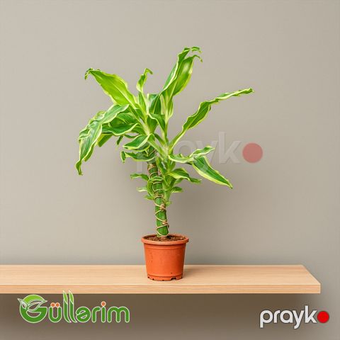 Dracaena fragrans — Bakı