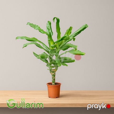 Dracaena fragrans — Bakı